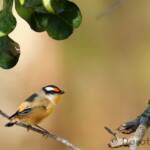 Striated Pardalote (Pardalotus striatus)