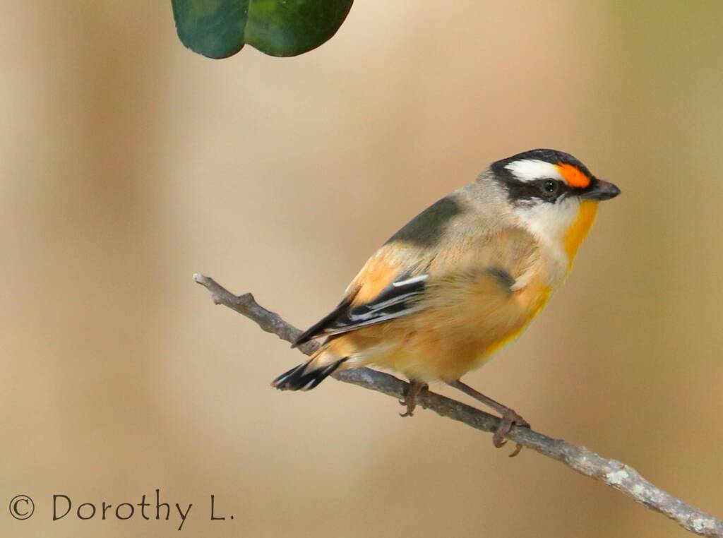 Striated Pardalote (Pardalotus striatus)