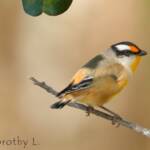 Striated Pardalote (Pardalotus striatus)