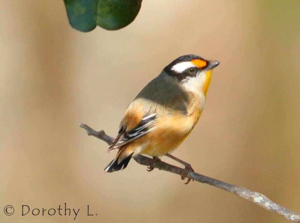 Striated Pardalote (Pardalotus striatus)