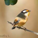 Striated Pardalote (Pardalotus striatus)