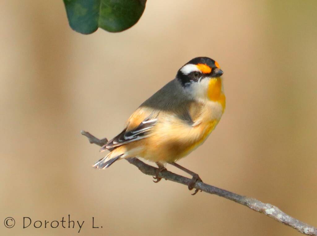 Striated Pardalote (Pardalotus striatus)