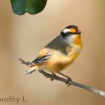 Striated Pardalote (Pardalotus striatus)
