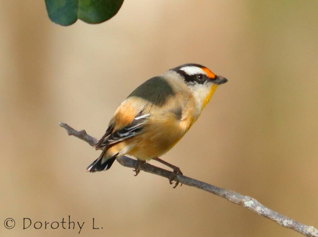 Striated Pardalote (Pardalotus striatus)