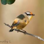 Striated Pardalote (Pardalotus striatus)