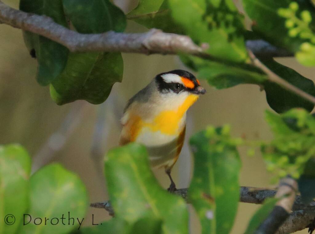 Striated Pardalote (Pardalotus striatus)