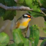 Striated Pardalote (Pardalotus striatus)