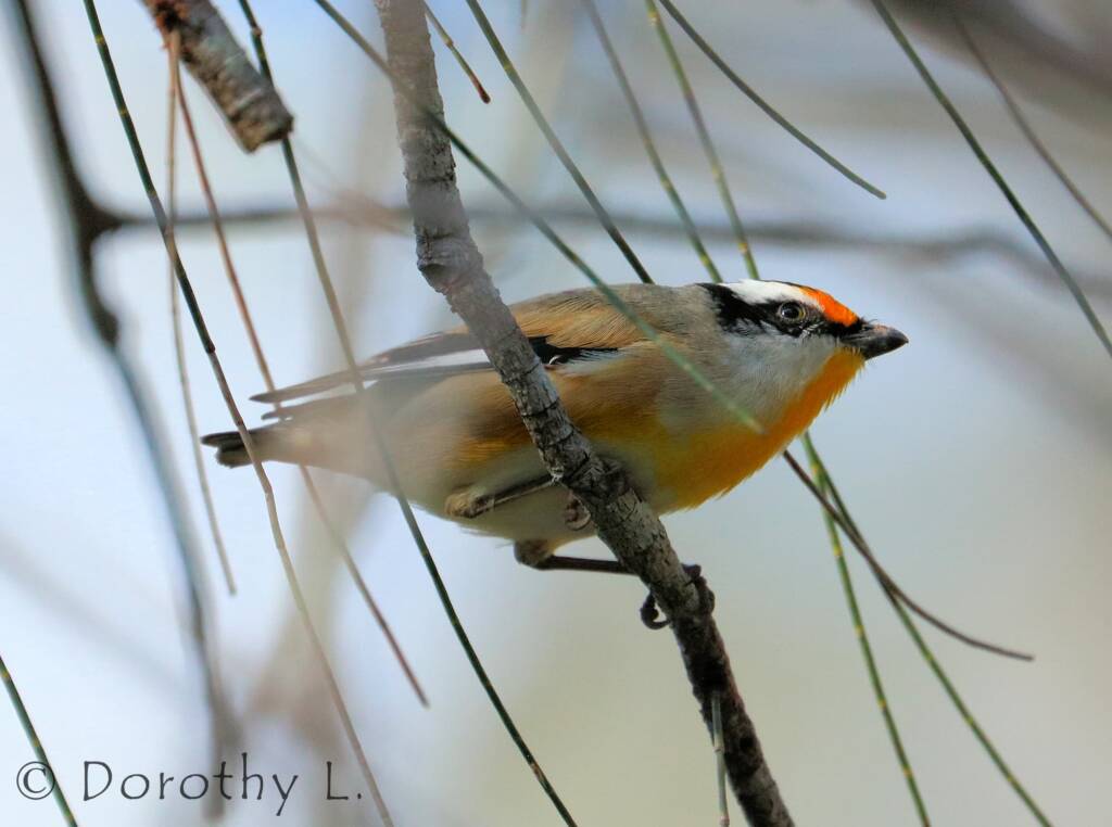 Striated Pardalote (Pardalotus striatus)