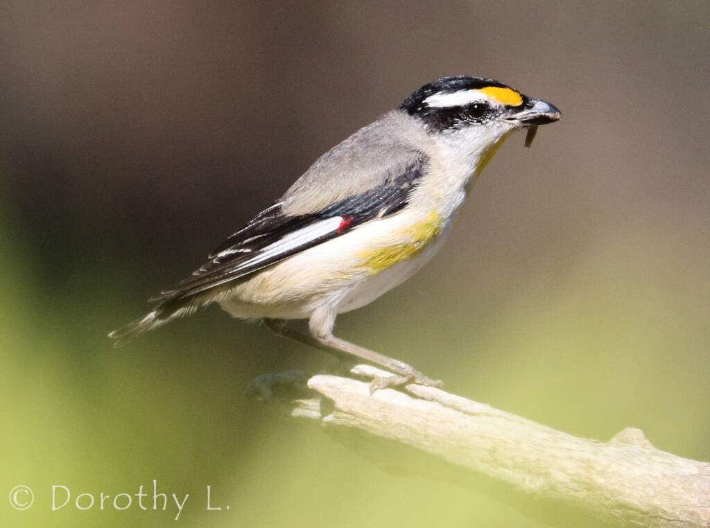 Striated Pardalote (Pardalotus striatus)