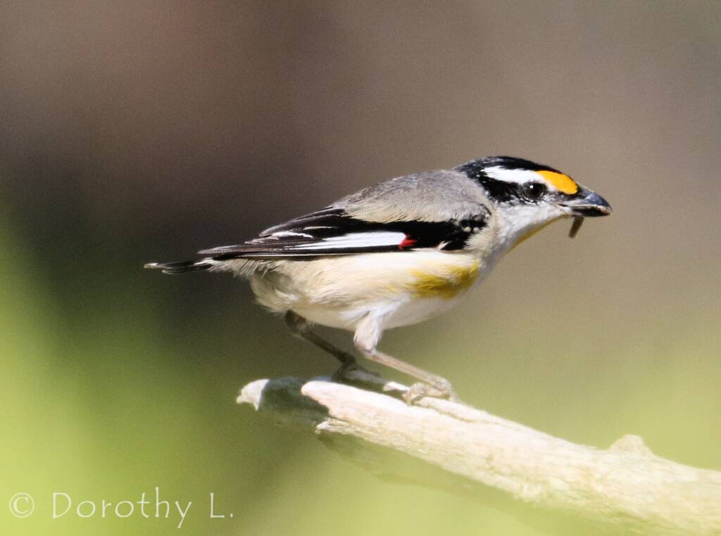 Striated Pardalote (Pardalotus striatus)