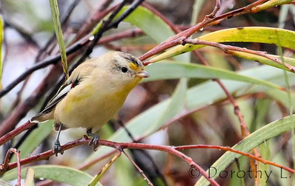 Striated Pardalote (Pardalotus striatus)