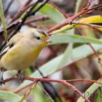 Striated Pardalote (Pardalotus striatus)