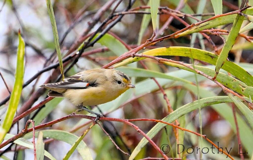 Striated Pardalote (Pardalotus striatus)