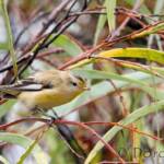 Striated Pardalote (Pardalotus striatus)