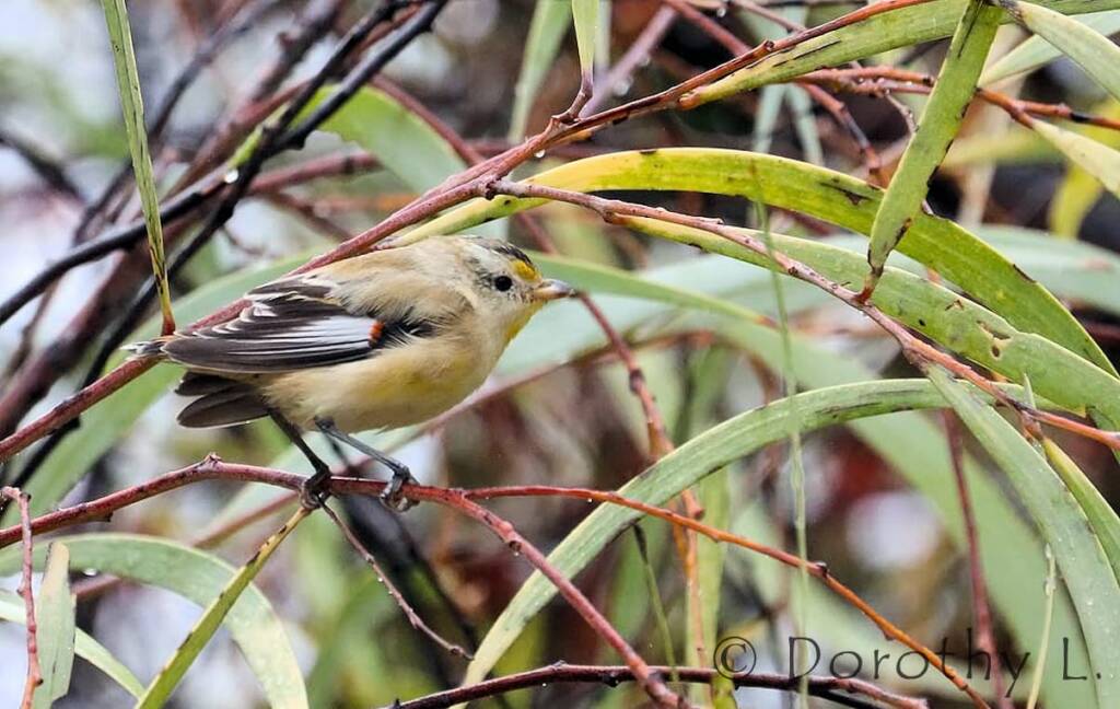 Striated Pardalote (Pardalotus striatus)