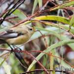 Striated Pardalote (Pardalotus striatus)