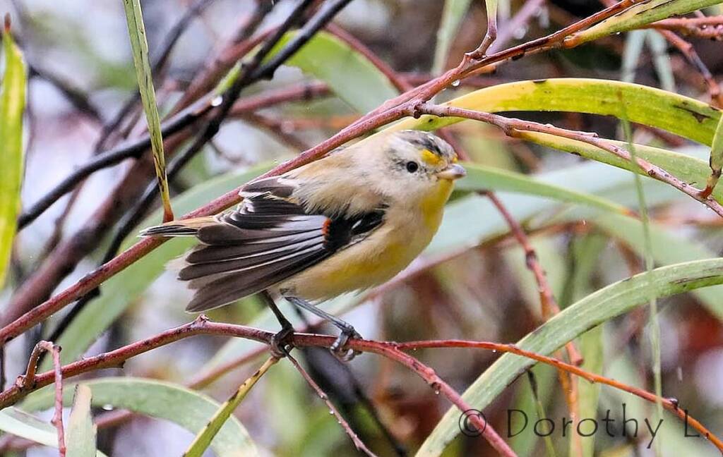 Striated Pardalote (Pardalotus striatus)