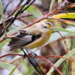 Striated Pardalote (Pardalotus striatus)