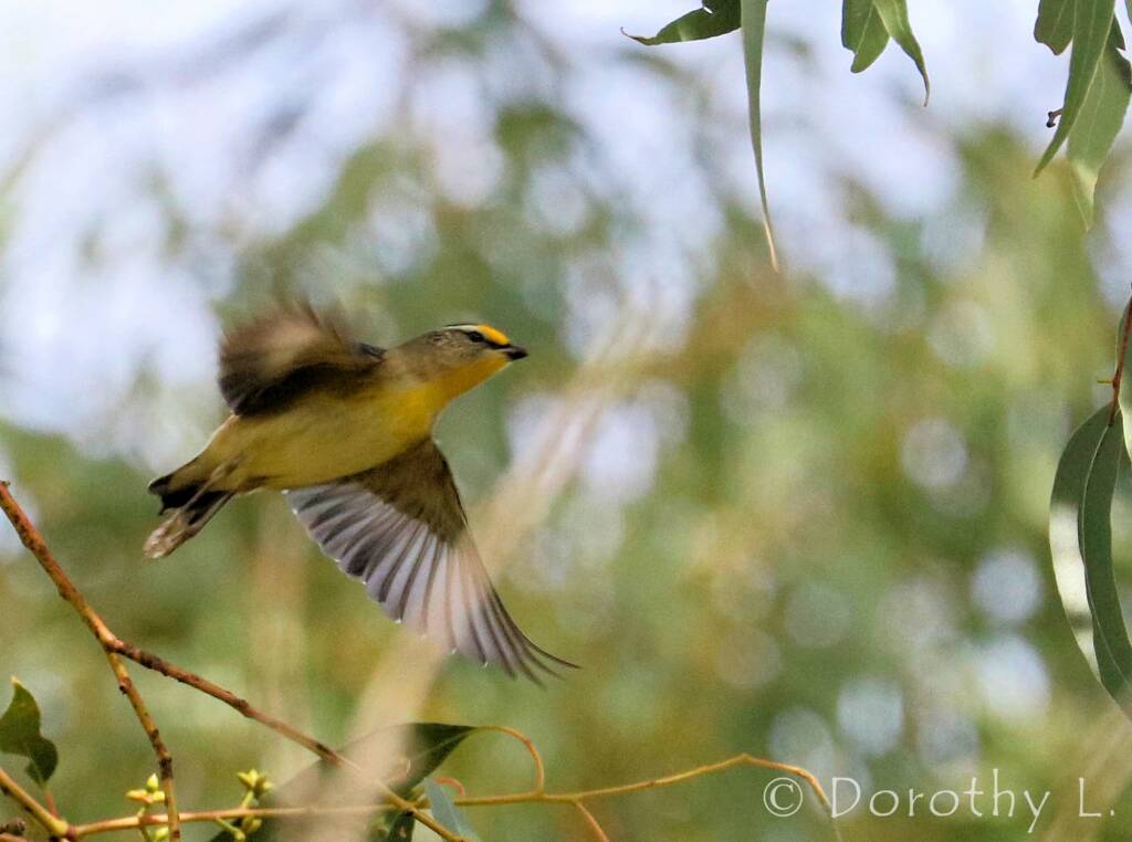 Striated Pardalote (Pardalotus striatus)