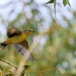 Striated Pardalote (Pardalotus striatus)