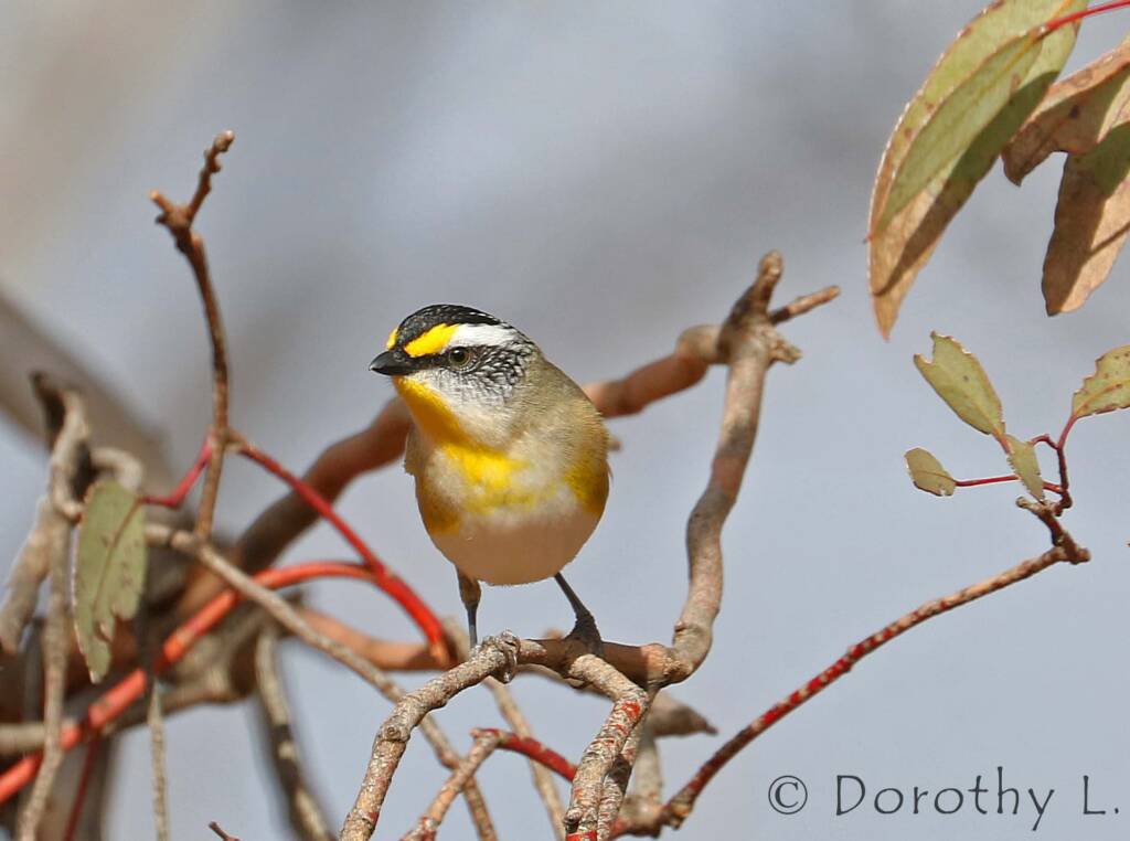 Striated Pardalote (Pardalotus striatus)