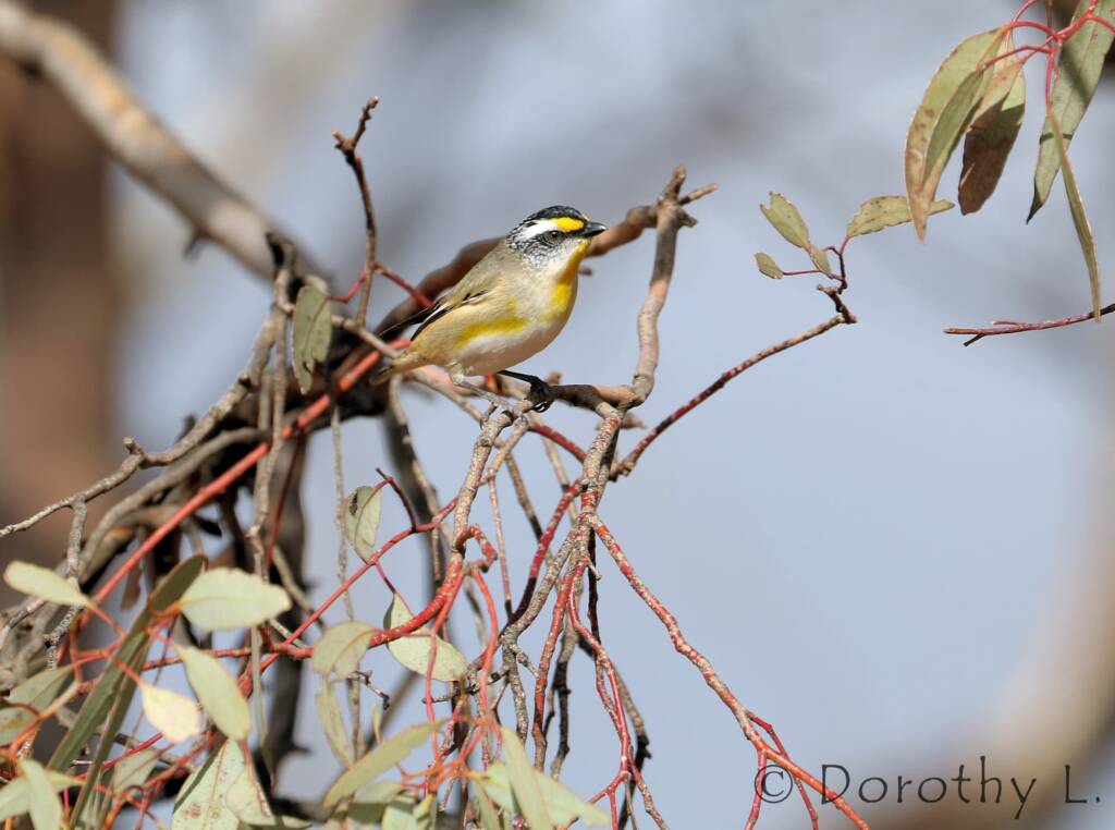 Striated Pardalote (Pardalotus striatus)