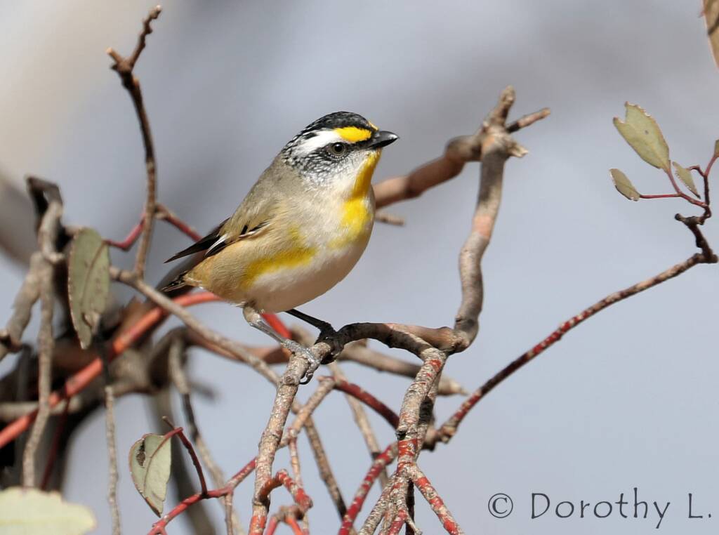 Striated Pardalote (Pardalotus striatus)