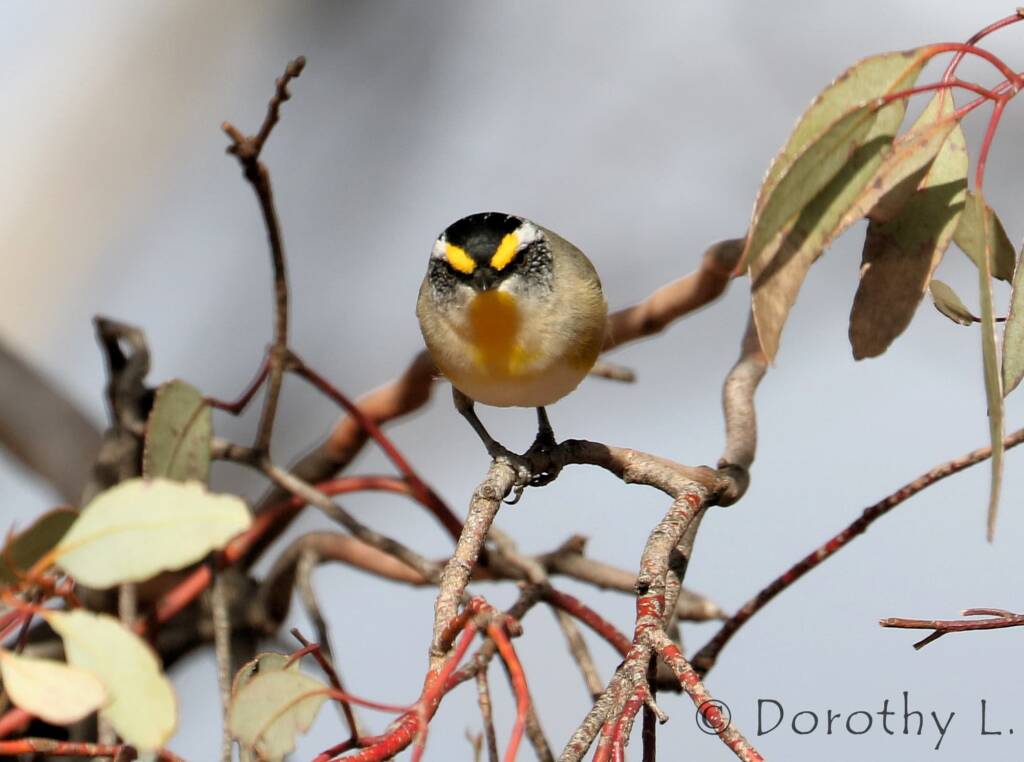 Striated Pardalote (Pardalotus striatus)