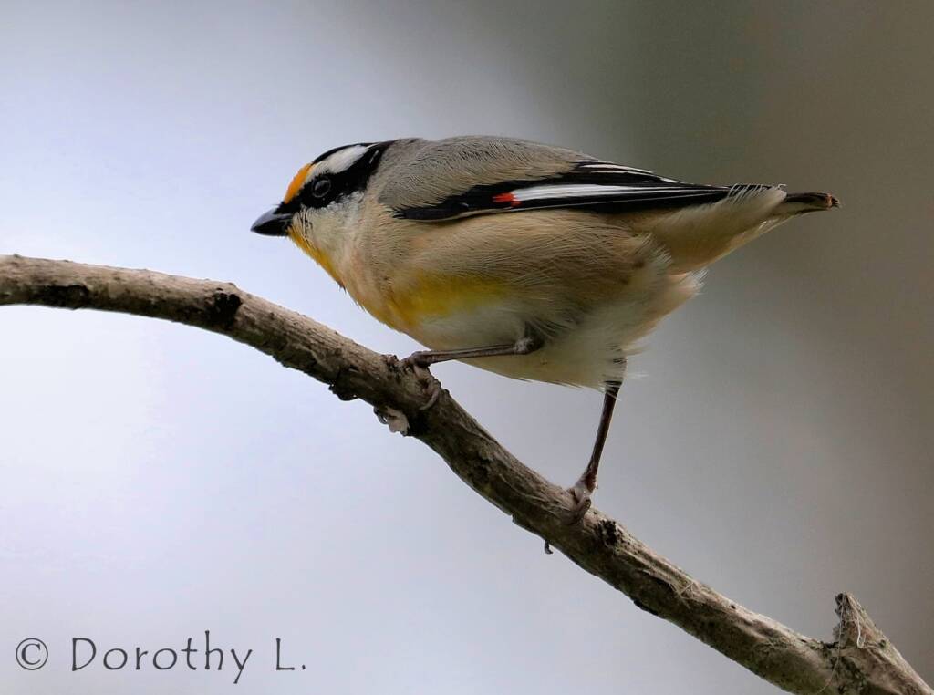Striated Pardalote (Pardalotus striatus)