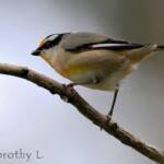 Striated Pardalote (Pardalotus striatus)
