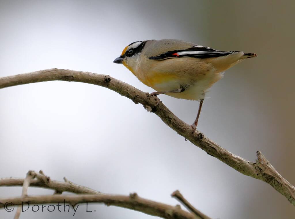 Striated Pardalote (Pardalotus striatus)