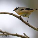 Striated Pardalote (Pardalotus striatus)