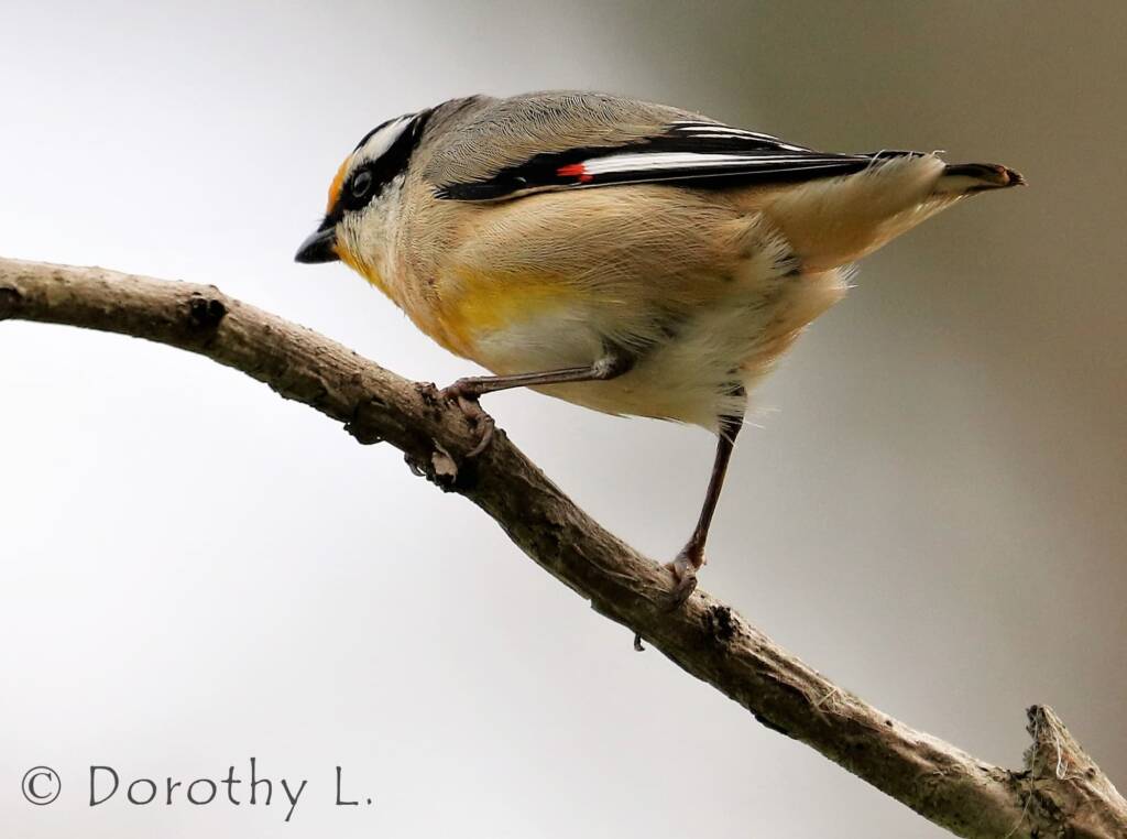 Striated Pardalote (Pardalotus striatus)