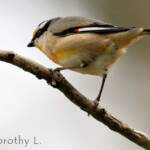 Striated Pardalote (Pardalotus striatus)