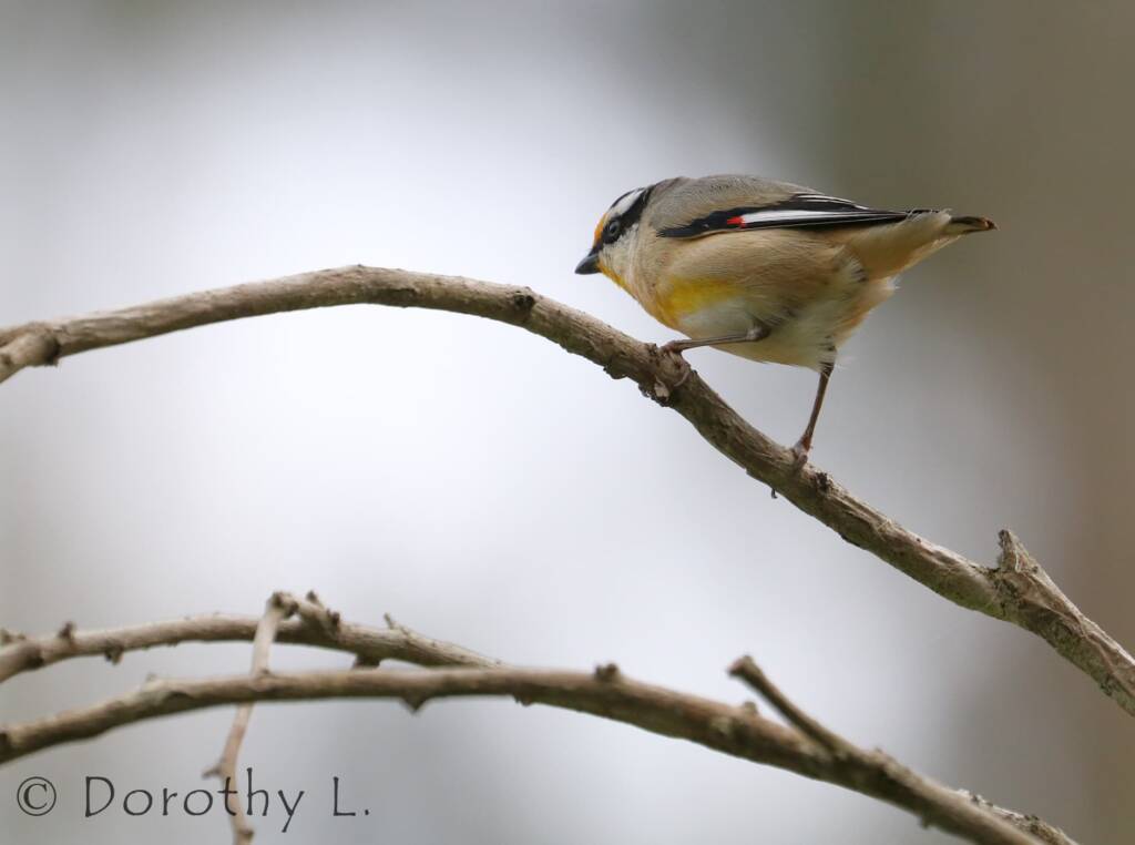 Striated Pardalote (Pardalotus striatus)