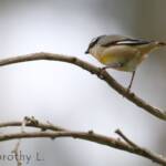 Striated Pardalote (Pardalotus striatus)