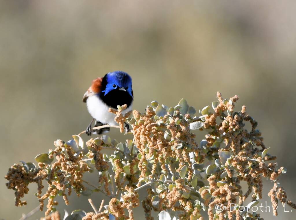 Variegated Fairywren (Malurus lamberti)