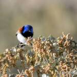 Variegated Fairywren (Malurus lamberti)