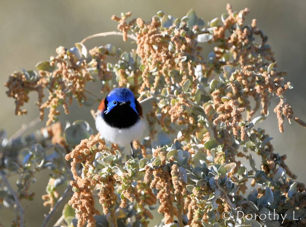 Variegated Fairywren (Malurus lamberti)