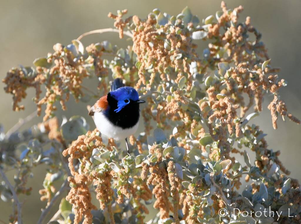 Variegated Fairywren (Malurus lamberti)