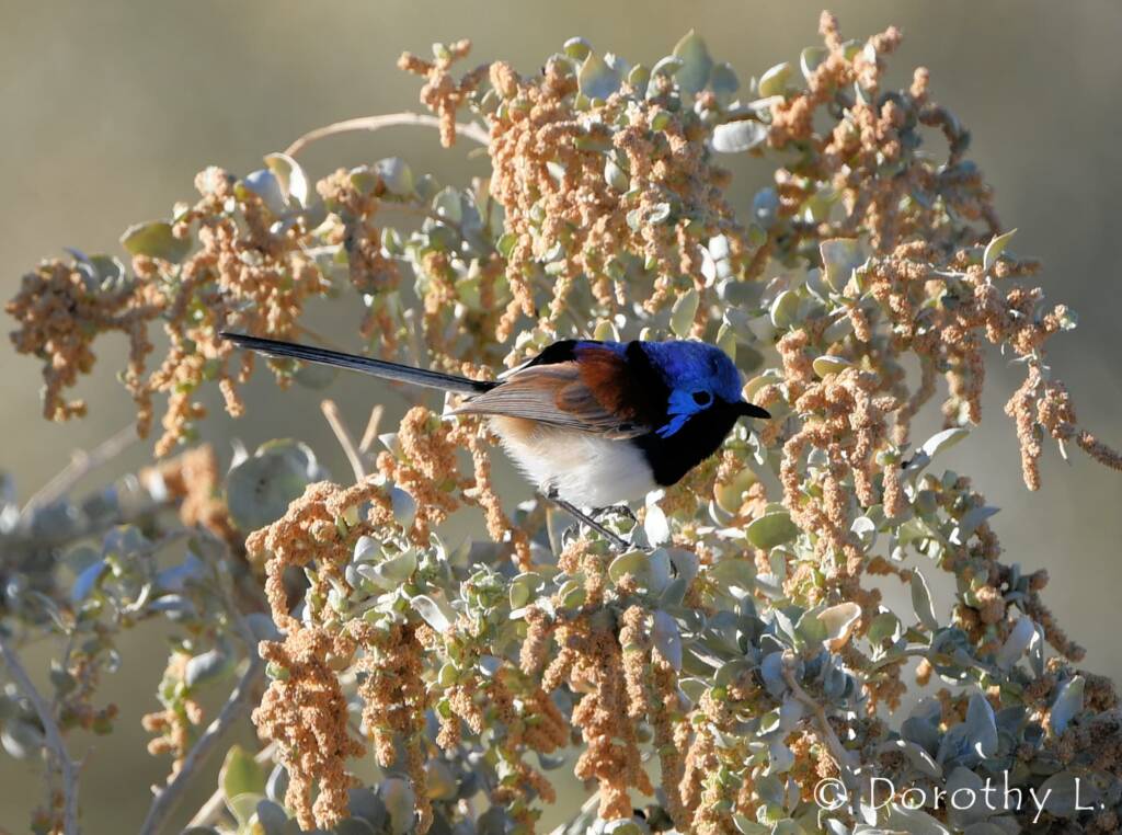 Variegated Fairywren (Malurus lamberti)