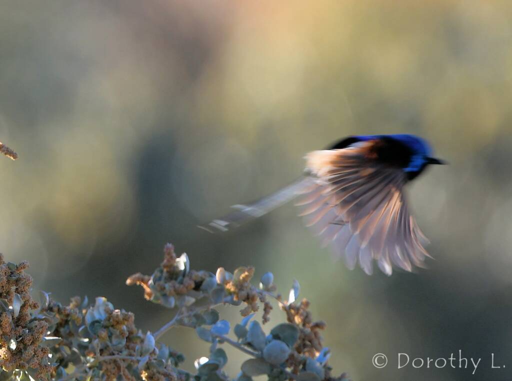 Variegated Fairywren (Malurus lamberti)