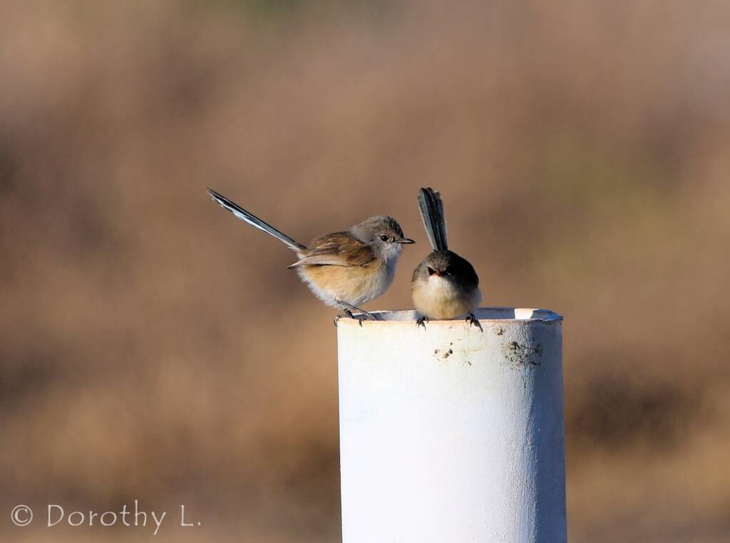 Variegated Fairywren (Malurus lamberti)