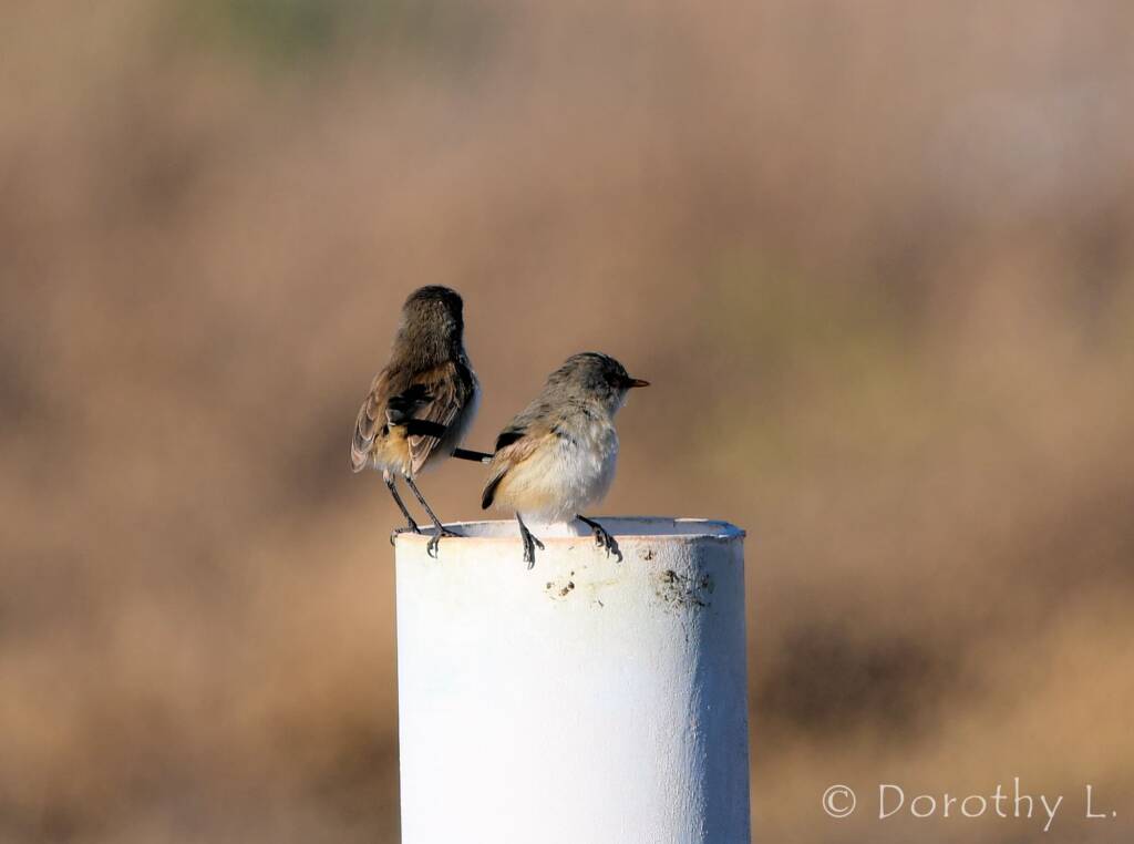 Variegated Fairywren (Malurus lamberti)