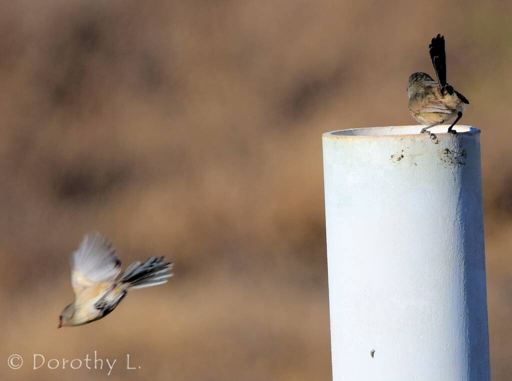 Variegated Fairywren (Malurus lamberti)