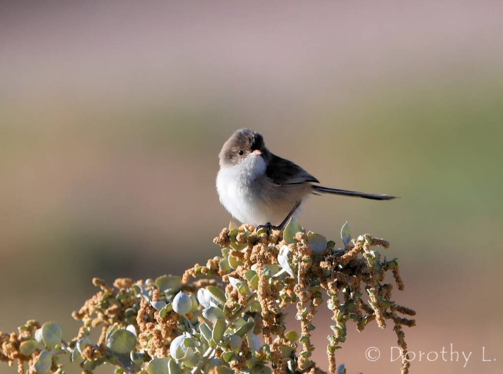 Variegated Fairywren (Malurus lamberti)
