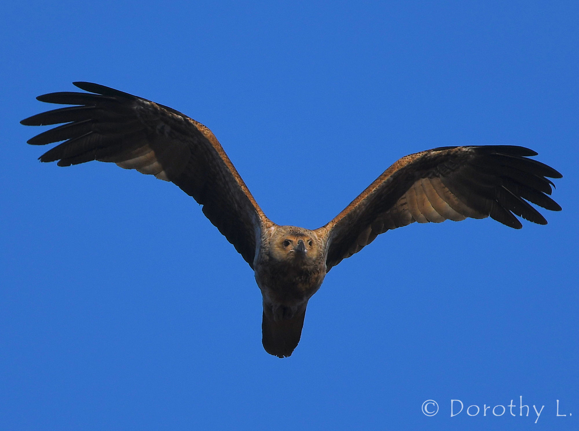 Whistling Kite (Haliastur sphenurus)