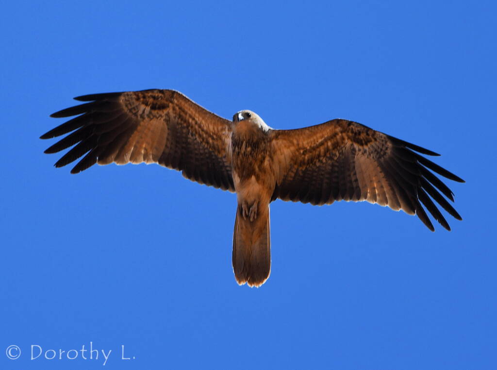 Whistling Kite (Haliastur sphenurus)