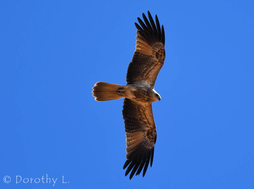 Whistling Kite (Haliastur sphenurus)
