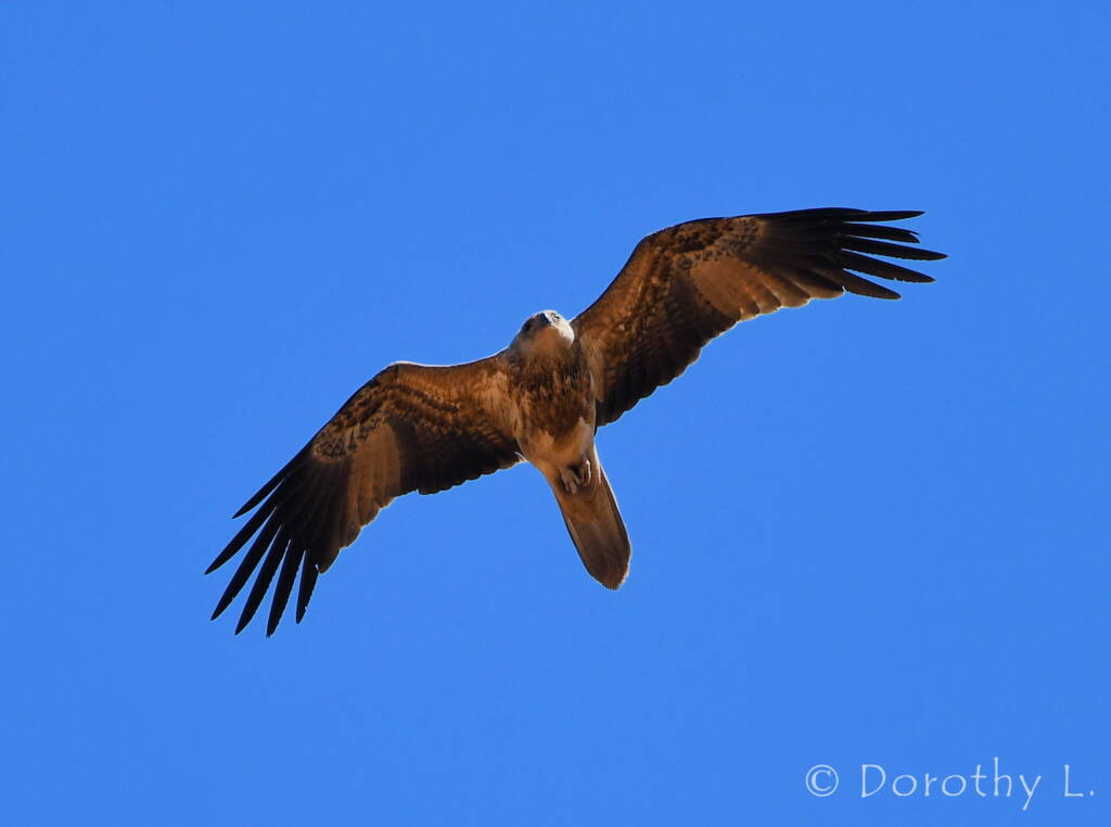 Whistling Kite (Haliastur sphenurus)